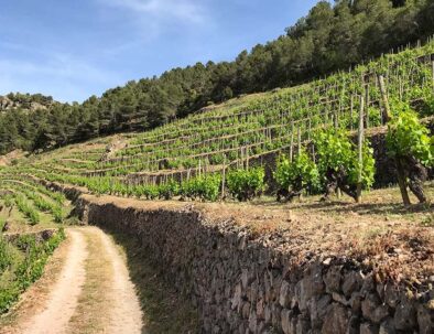 spain wine country