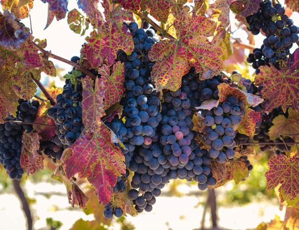 Day trip madrid wine tasting tour